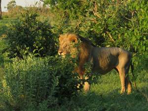 culture-and-wildlife-namibia,-okavango-delta,-chobe-und-victoria-falls